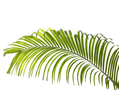 Beyaz arkaplanda yeşil palmiye yaprağı izole