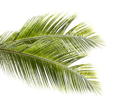 Hindistan cevizi yaprakları beyaz arkaplanda izole