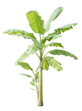 Beyaz arkaplanda izole edilmiş muz ağacı