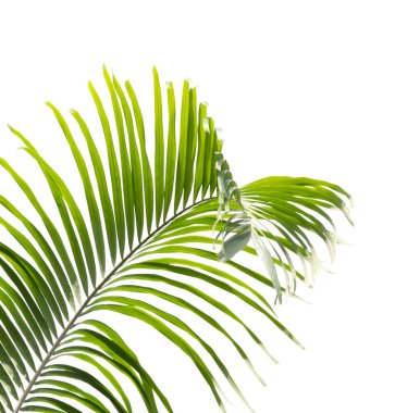 Beyaz arkaplanda yeşil palmiye yaprakları izole