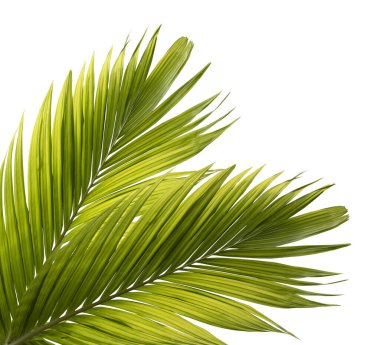 Beyaz arkaplanda yeşil palmiye yaprakları izole