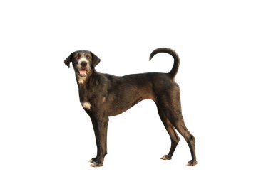 Siyah köpek beyaz arka planda izole edilmiş