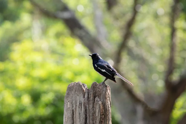 Magpie Purched Ruined Pole Green Natural Background — Stock Photo, Image