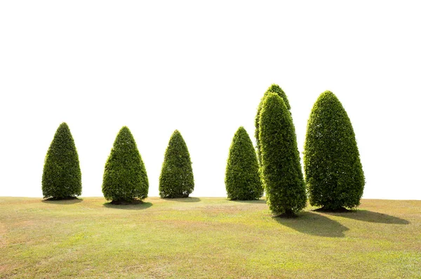 Alberi Topiari Prato Verde Isolato Sfondo Bianco — Foto Stock