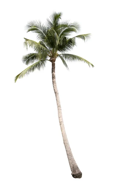 Kokosový Strom Izolované Bílém Pozadí — Stock fotografie