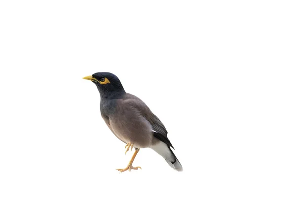 Pájaro Común Myna Aislado Sobre Fondo Blanco —  Fotos de Stock