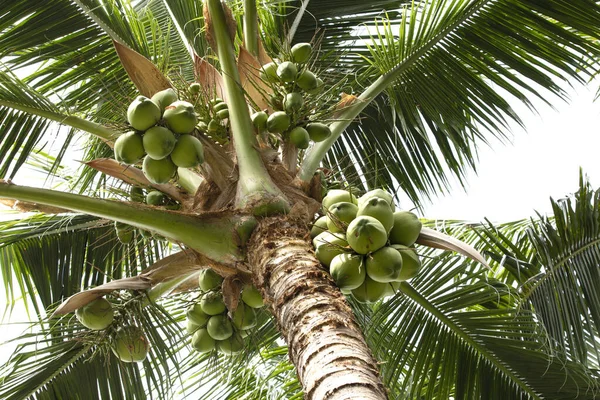 Bunch of young coconut on the coconut tree.