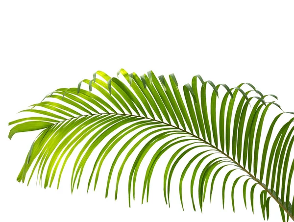 在白色背景上隔离的绿色棕榈叶 — 图库照片