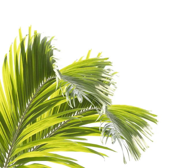 Пальмовые Листья Белом Фоне — стоковое фото