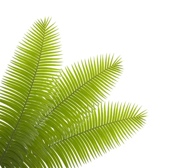 Folhas Cycad Isoladas Sobre Fundo Branco — Fotografia de Stock