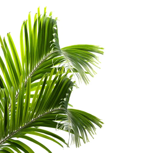 在白色背景下隔绝的绿色棕榈叶 — 图库照片