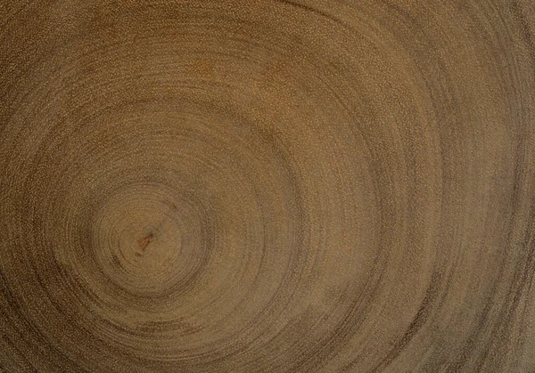 Textura Madeira Superfície Tronco Árvore Cortada — Fotografia de Stock