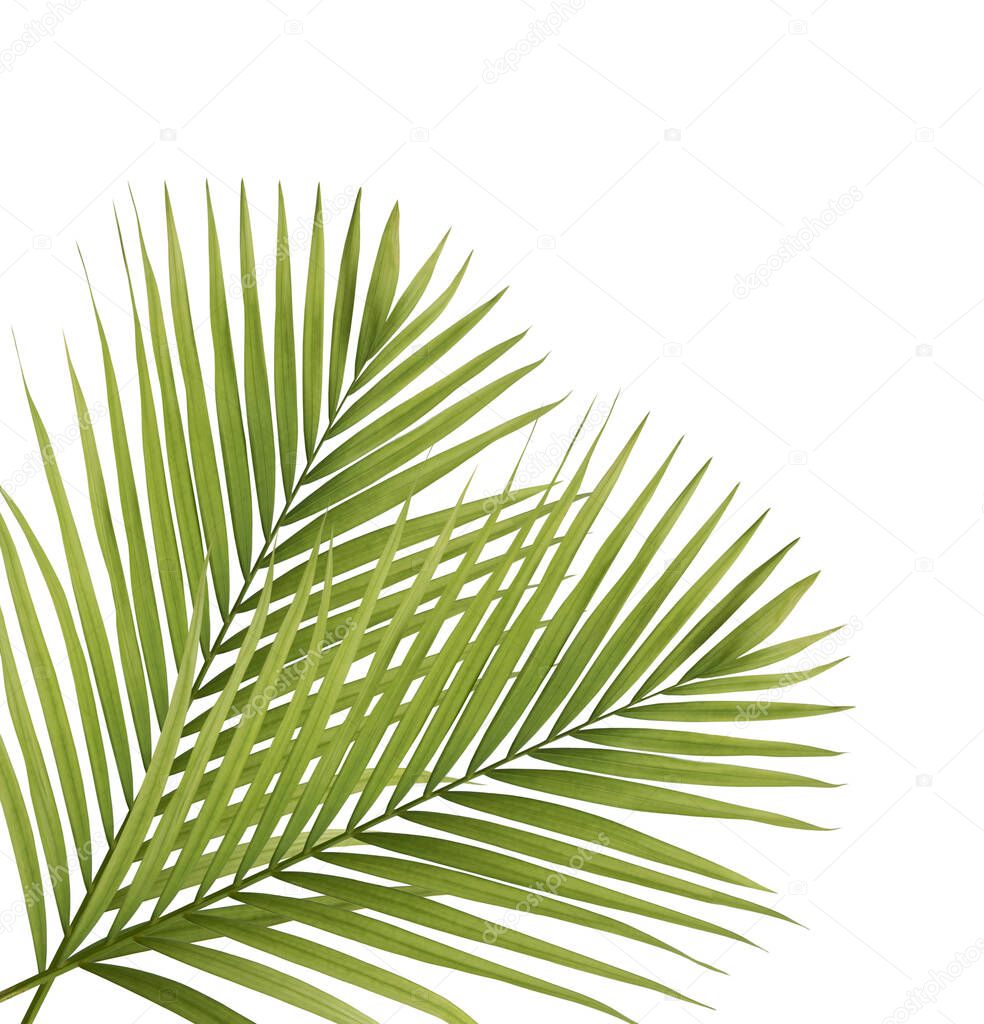 Palm leaves frame isolated on white background