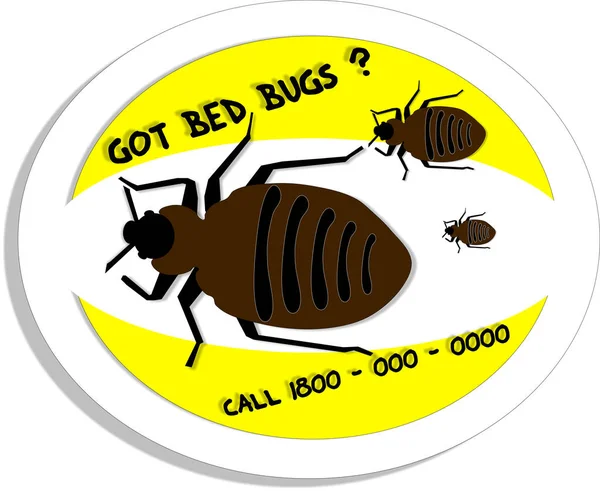 Living Bed Bugs — Stock Photo, Image