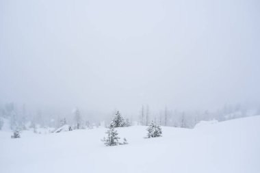 Blizzard İsviçre Alpleri'nde; büyük vadi derin karla kaplı; Larches ve çam ağaçları; Sisli manzara