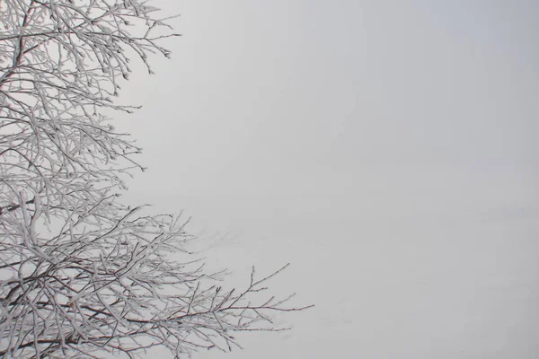 foggy morning, winter, snowy plain, white frost on tree branches in the foreground