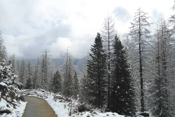 Paesaggio Alpino Con Una Strada Legno Attraverso Foresta Conifere Cresta — Foto Stock