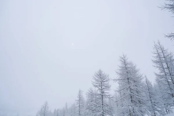 Mlhavo Parkovistě Blizzard Jehličnatého Lesa Švýcarské Alpy Zimní — Stock fotografie