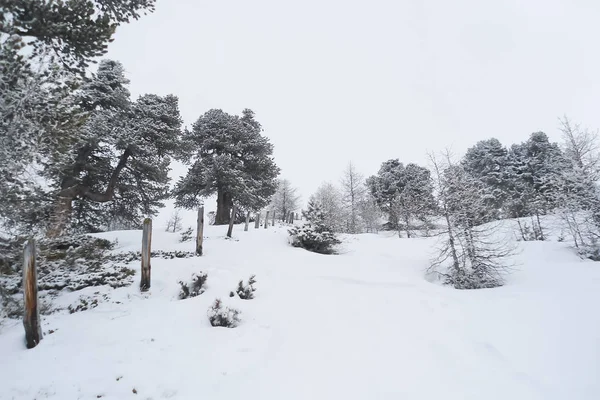 Pente Montagne Avec Pins Poteaux Bois Hiver Dans Les Alpes — Photo