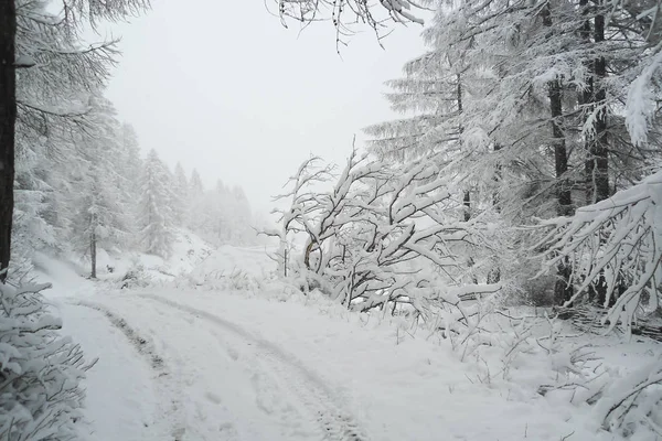 Rozchod Kol Zasněžené Silnici Přes Zimu Jehličnatého Lesa Švýcarských Alpách — Stock fotografie