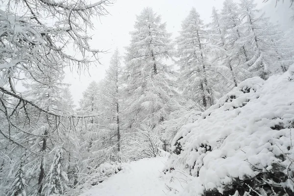 Dřevěná Cesta Prostřednictvím Boreální Les Zimě Sníh Švýcarských Alpách — Stock fotografie