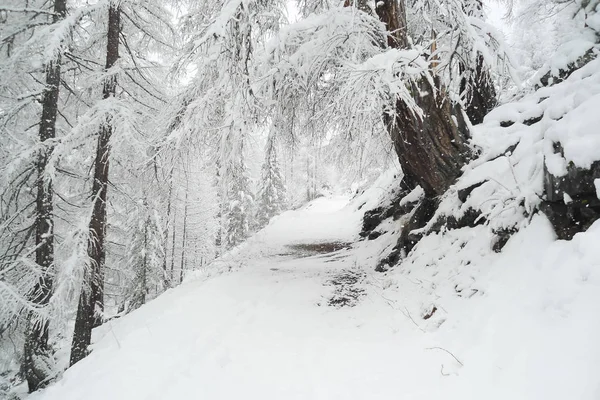 Dlouhá Procházka Zimě Jehličnatého Lesa Švýcarských Alpách Stromy Pokryté Měkký — Stock fotografie