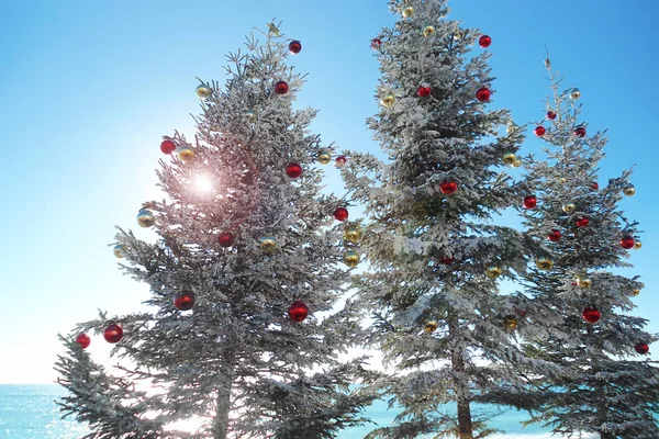 Tres Árboles Navidad Paseo Marítimo Del Mar Caliente Luz Del Imagen De Stock