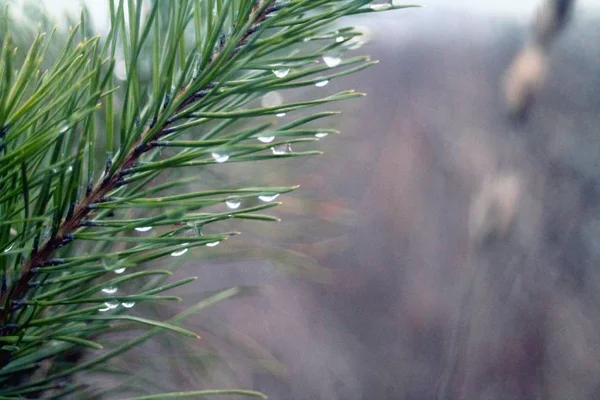 Spruce Fall Rain — Stock Photo, Image