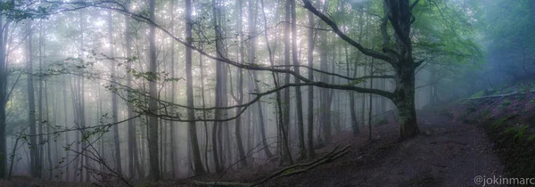 Sihirli Dağ aizkorri ormanında