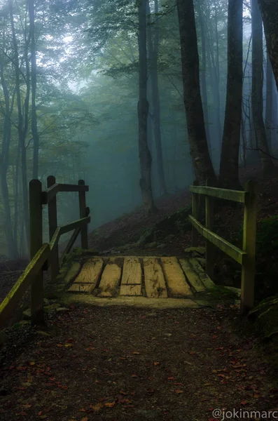 Sihirli Dağ aizkorri ormanında