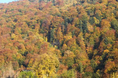 Renkli kırmızı, sarı, yeşil orman sonbahar/güz