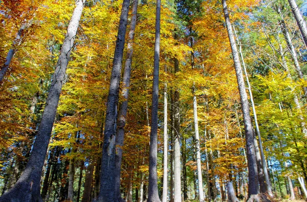 Bosque Otoño Otoño Día Soleado — Foto de Stock