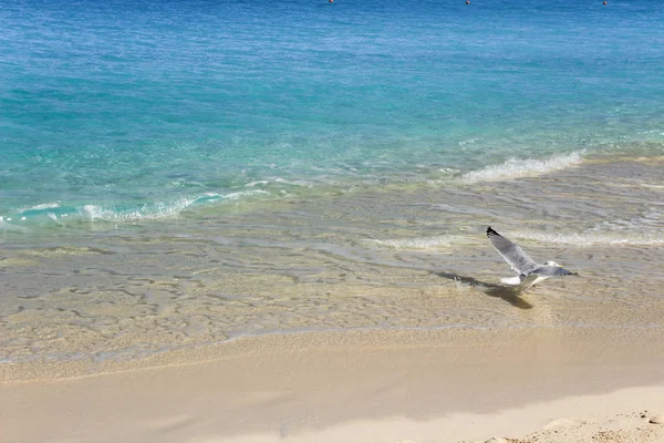 Karibská Tyrkysovou Vodou Bílým Pískem Letící Racek — Stock fotografie