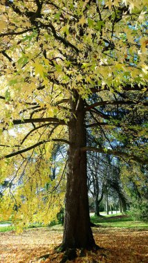 Büyük akça ağaç sonbahar park