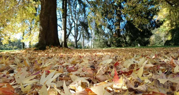 Düşen Akçaağaç Yaprakları Sonbahar Park — Stok fotoğraf