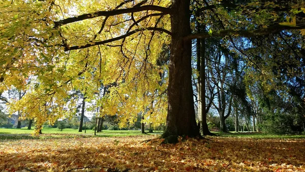 Big maple tree in autumn park