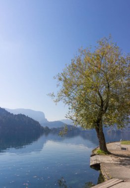 Sonbahar ağaç tarafından Lake Bled, Slovenya