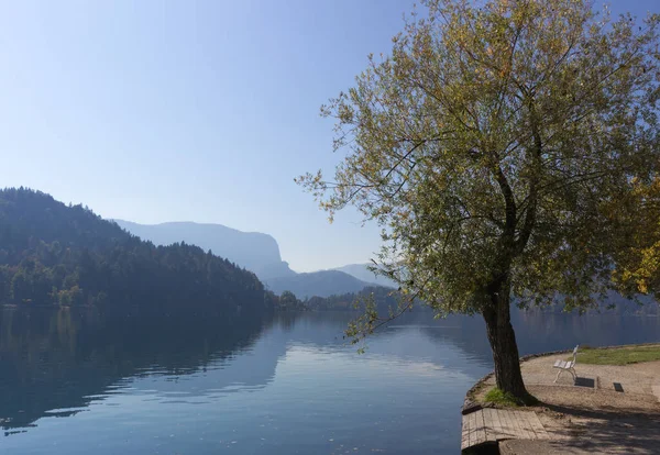 Arbre Automne Près Lac Bled Slovénie — Photo