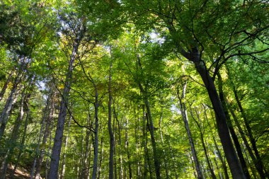 Yeşil orman. Ağaçların tepesine.