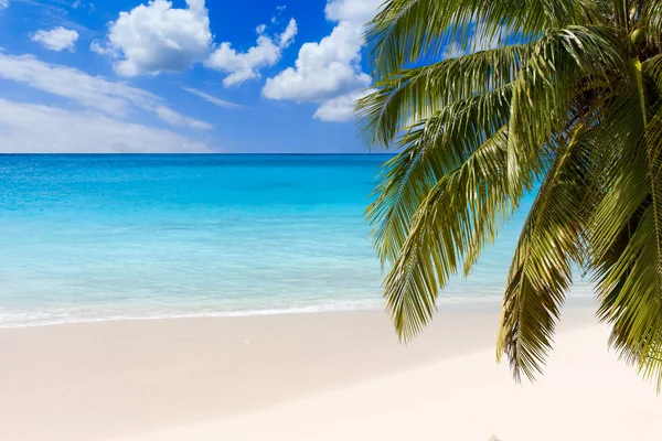 Palm Ağacı Karayip Denizi Nin Turkuaz — Stok fotoğraf