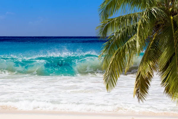 Palme Der Karibikküste — Stockfoto