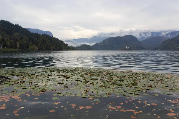 Gula Löv Höst Och Vatten Blommor Vid Sjön Bled Slovenien — Stockfoto