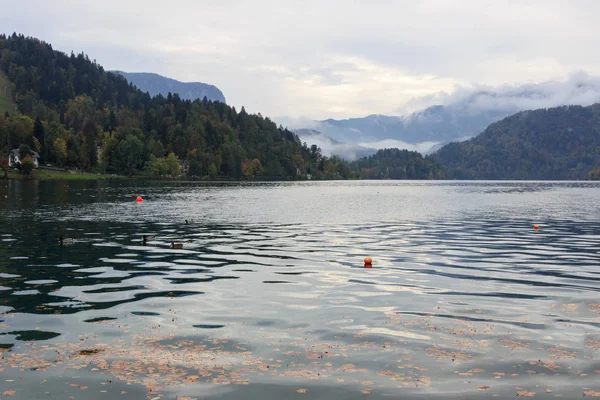 Hojas Amarillas Otoño Lago Bled Eslovenia —  Fotos de Stock