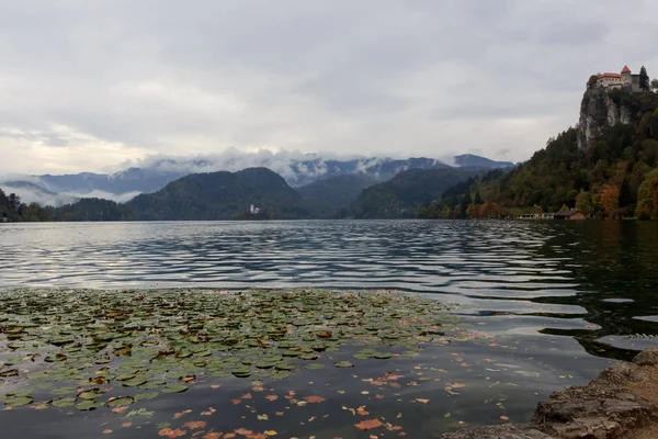 Folhas Amarelas Outono Flores Água Lago Bled Eslovénia Com Vista — Fotografia de Stock