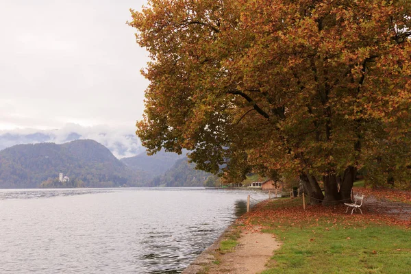 Hösten Regnig Dag Bled Slovenien Vit Bänk Gul Lämnar Perenn — Stockfoto