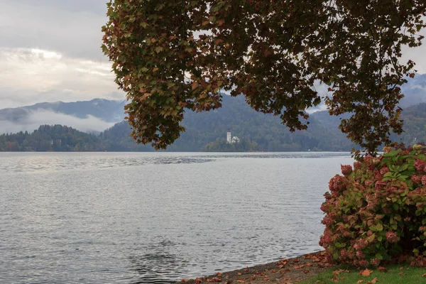 Folhas Amarelas Outono Lago Bled Eslovénia Com Vista Para Ilha — Fotografia de Stock