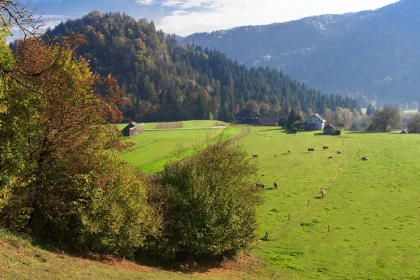 Vista Superior Campo Granja Vacas Eslovenia Europa — Foto de Stock