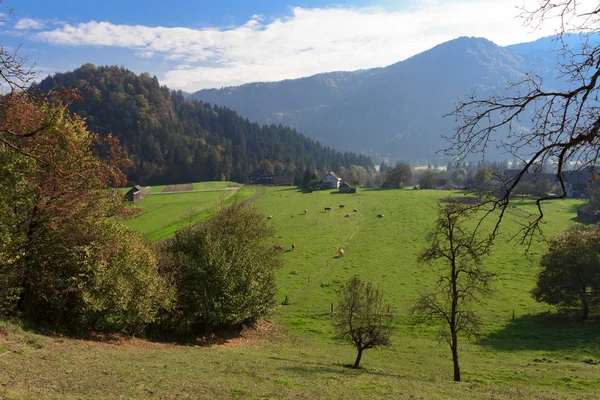 Vista Dall Alto Campo Allevamento Bovino Slovenia Europa — Foto Stock