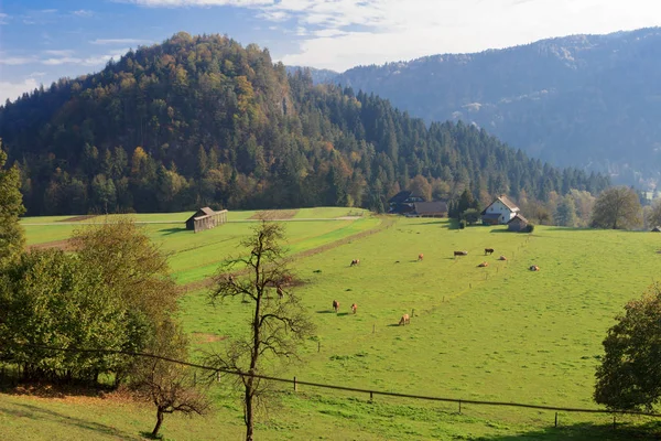 Vista Dall Alto Campo Allevamento Bovino Slovenia Europa — Foto Stock