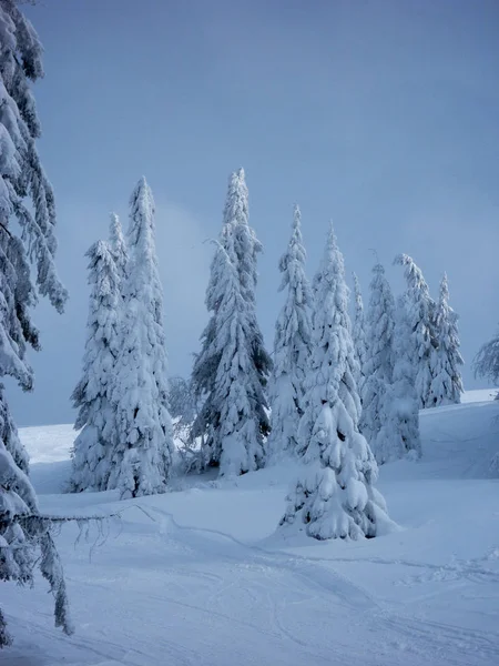 Épinettes Hiver Couvertes Givre Neige Après Les Chutes Neige — Photo